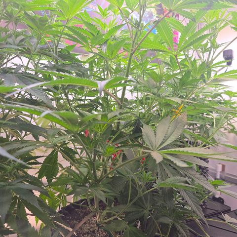 Lumpy's Fritter S1 growlog timeline photo