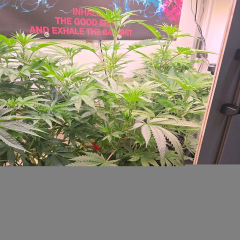 Lumpy's Fritter S1 growlog timeline photo