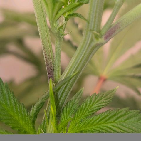 Lumpy's Fritter S1 growlog timeline photo