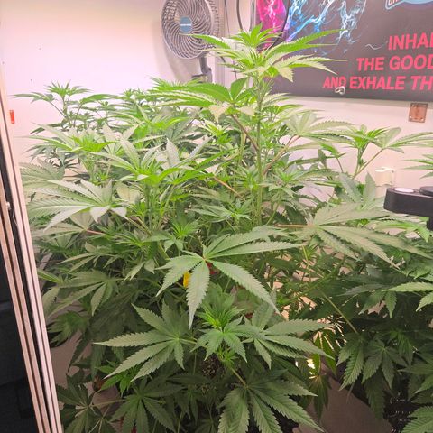 Lumpy's Fritter S1 growlog timeline photo