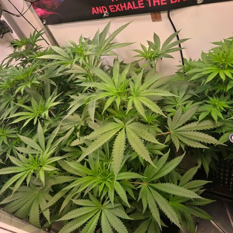 Lumpy's Fritter S1 growlog timeline photo