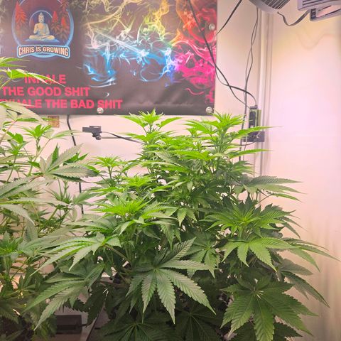 Apple Jack growlog timeline photo