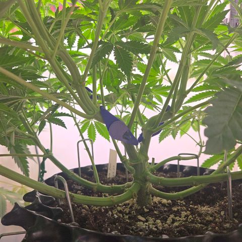 Apple Jack growlog timeline photo