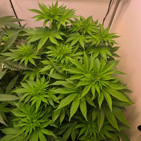 Apple Jack growlog timeline photo
