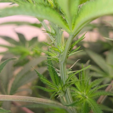 Platinum Paloma growlog timeline photo