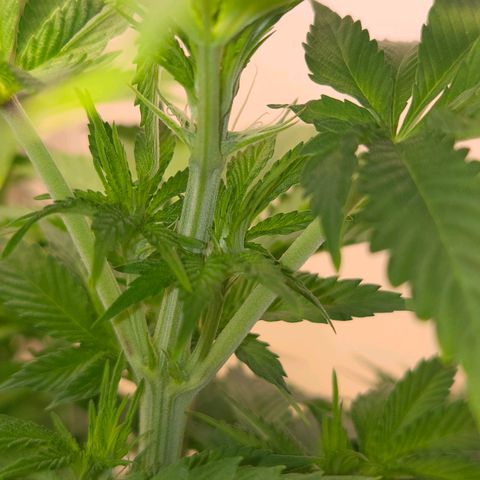 Apple Jack growlog timeline photo