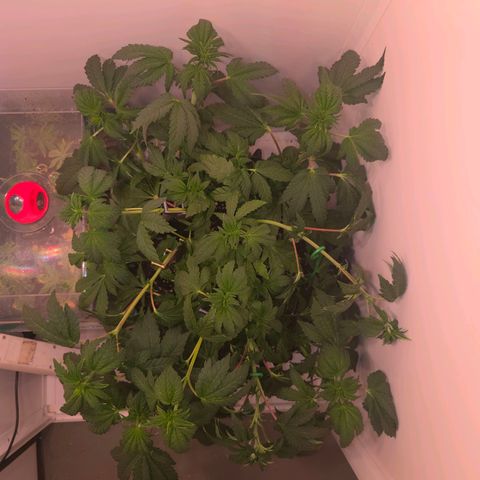 Blueberry Lobster growlog timeline photo