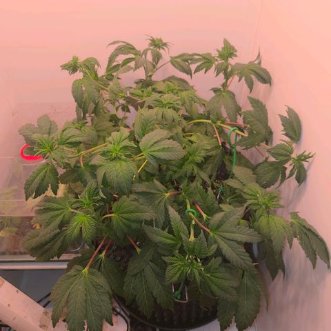 Blueberry Lobster growlog timeline photo