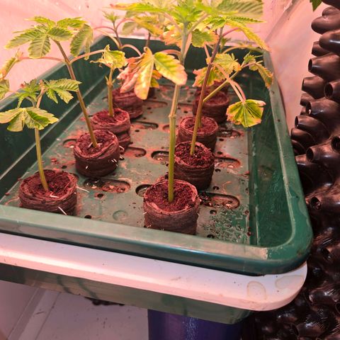 Apple Jack growlog photo: Stecklinge
4 x Apple Jack 
6 x Lumpy's Fritter 