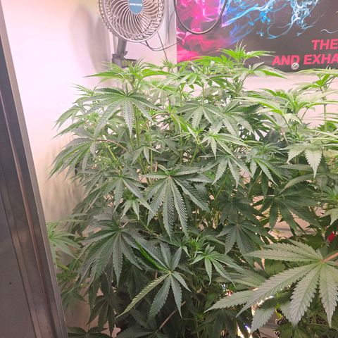Platinum Paloma growlog timeline photo