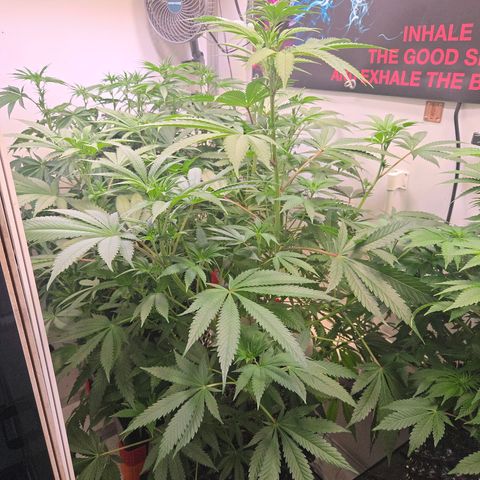 Lumpy's Fritter S1 growlog timeline photo