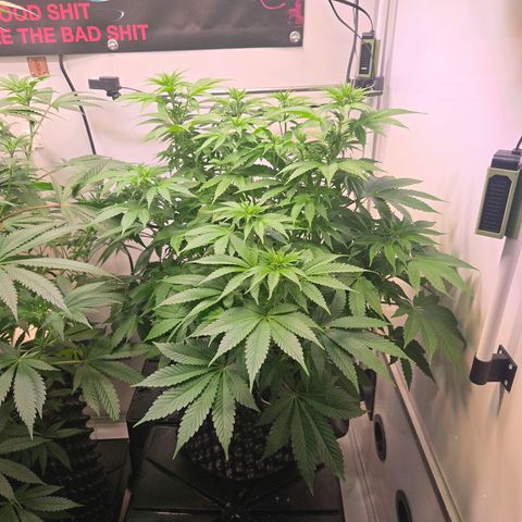 Apple Jack growlog timeline photo