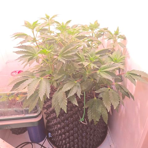 Blueberry Lobster growlog timeline photo