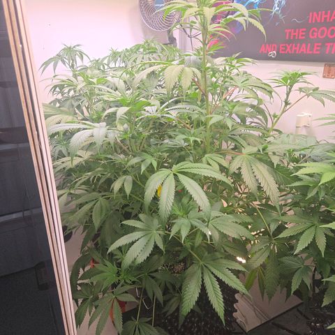 Lumpy's Fritter S1 growlog timeline photo