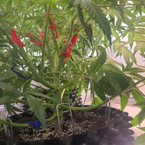 Lumpy's Fritter S1 growlog timeline photo