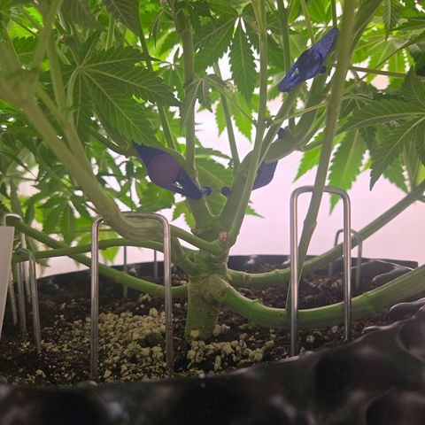 Apple Jack growlog timeline photo