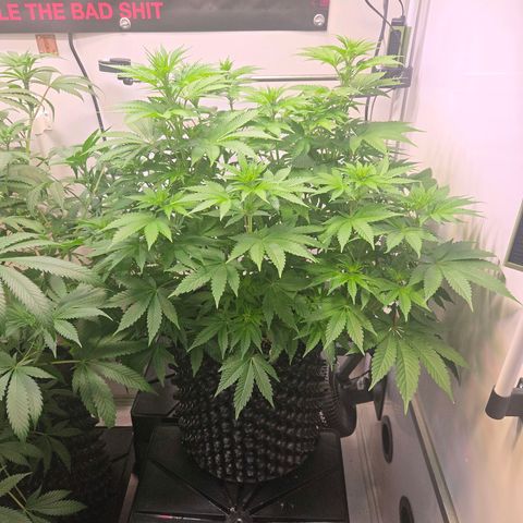 Apple Jack growlog timeline photo