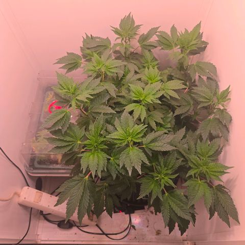 Blueberry Lobster growlog timeline photo
