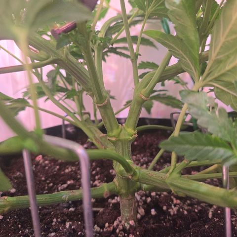 Blueberry Lobster growlog timeline photo