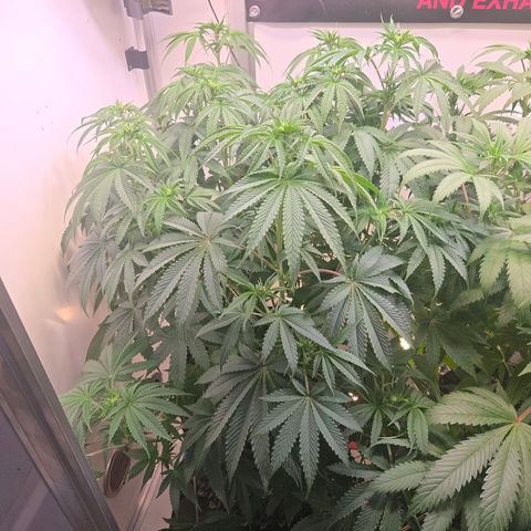 Platinum Paloma growlog timeline photo