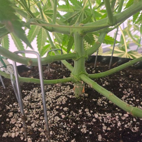Platinum Paloma growlog timeline photo