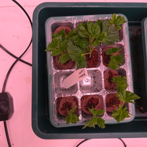 Blueberry Lobster growlog timeline photo