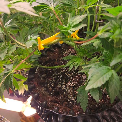 Blueberry Lobster growlog timeline photo