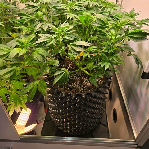Blueberry Lobster growlog timeline photo