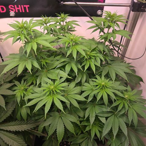 Apple Jack growlog timeline photo