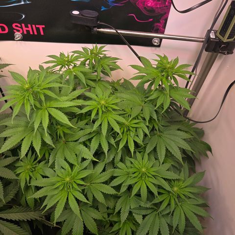 Apple Jack growlog timeline photo