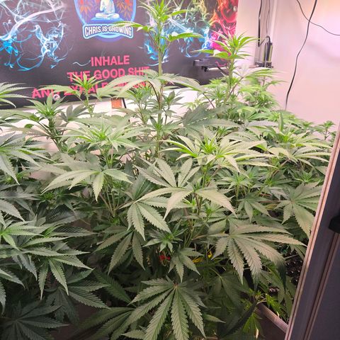 Lumpy's Fritter S1 growlog timeline photo
