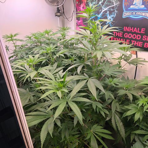 Lumpy's Fritter S1 growlog timeline photo