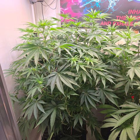 Platinum Paloma growlog timeline photo