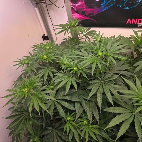Platinum Paloma growlog timeline photo