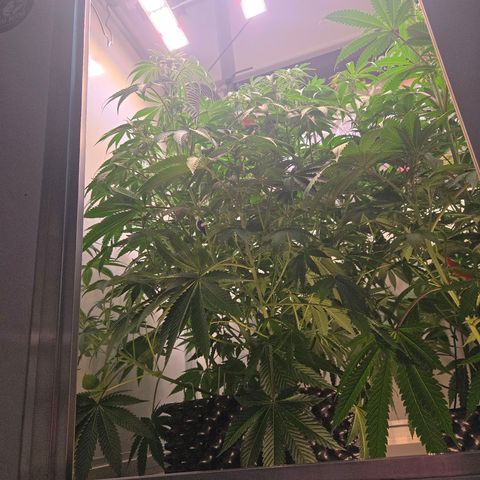 Platinum Paloma growlog timeline photo