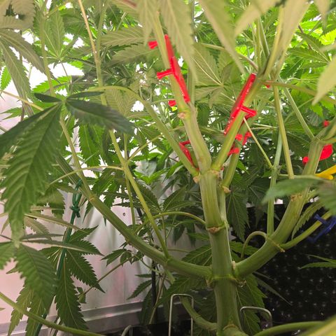 Lumpy's Fritter S1 growlog timeline photo
