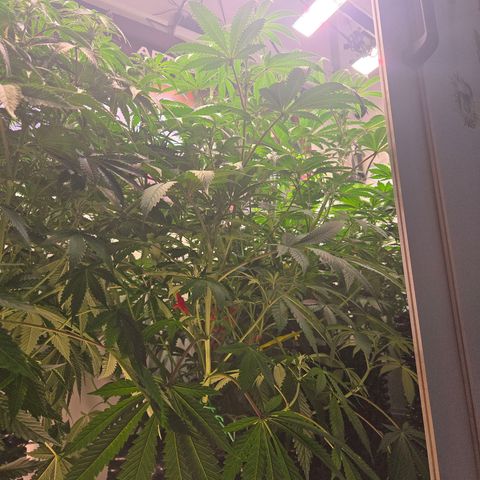 Lumpy's Fritter S1 growlog timeline photo