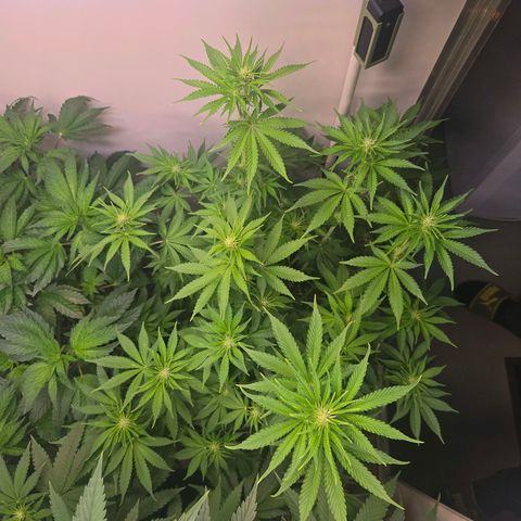 Apple Jack growlog timeline photo