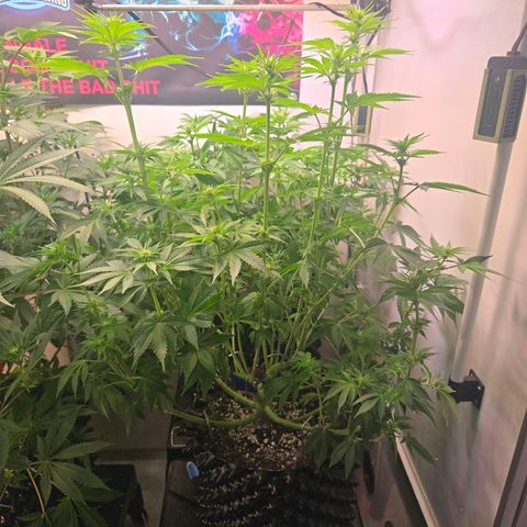 Apple Jack growlog timeline photo