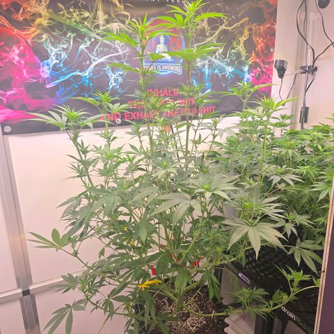 Lumpy's Fritter S1 growlog timeline photo