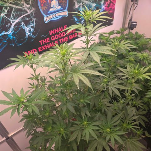 Lumpy's Fritter S1 growlog timeline photo