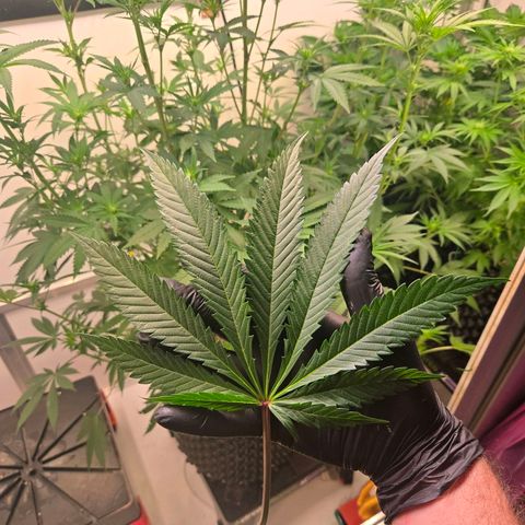 Lumpy's Fritter S1 growlog timeline photo
