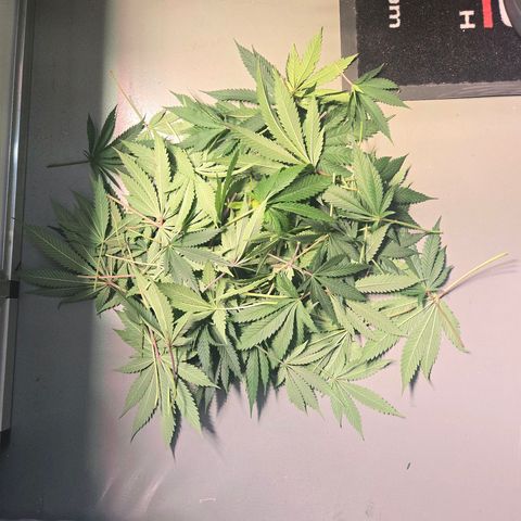 Lumpy's Fritter S1 growlog timeline photo