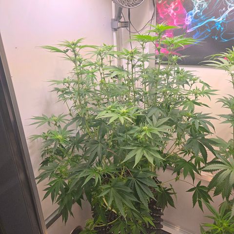 Platinum Paloma growlog timeline photo