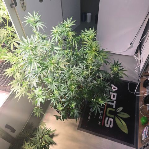Platinum Paloma growlog timeline photo