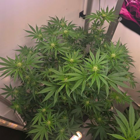 Platinum Paloma growlog timeline photo