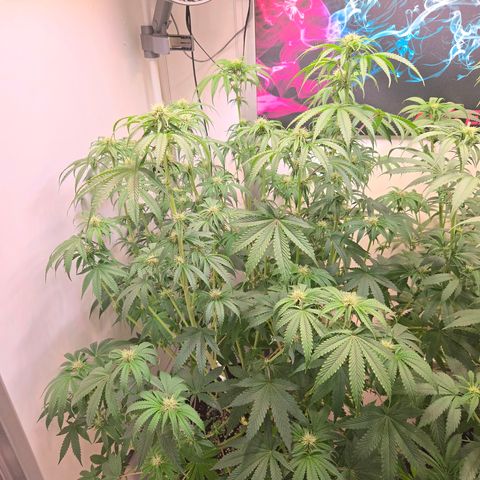 Platinum Paloma growlog timeline photo