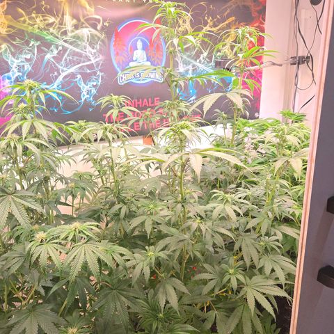 Lumpy's Fritter S1 growlog timeline photo