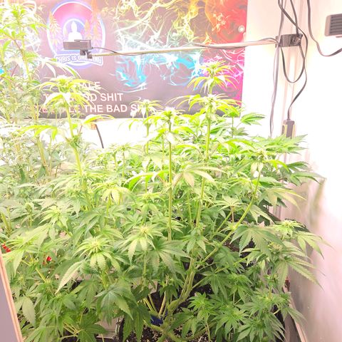 Apple Jack growlog timeline photo