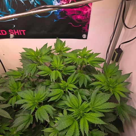 Blueberry Lobster growlog timeline photo